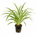 Chlorophytum 'Bichetii'