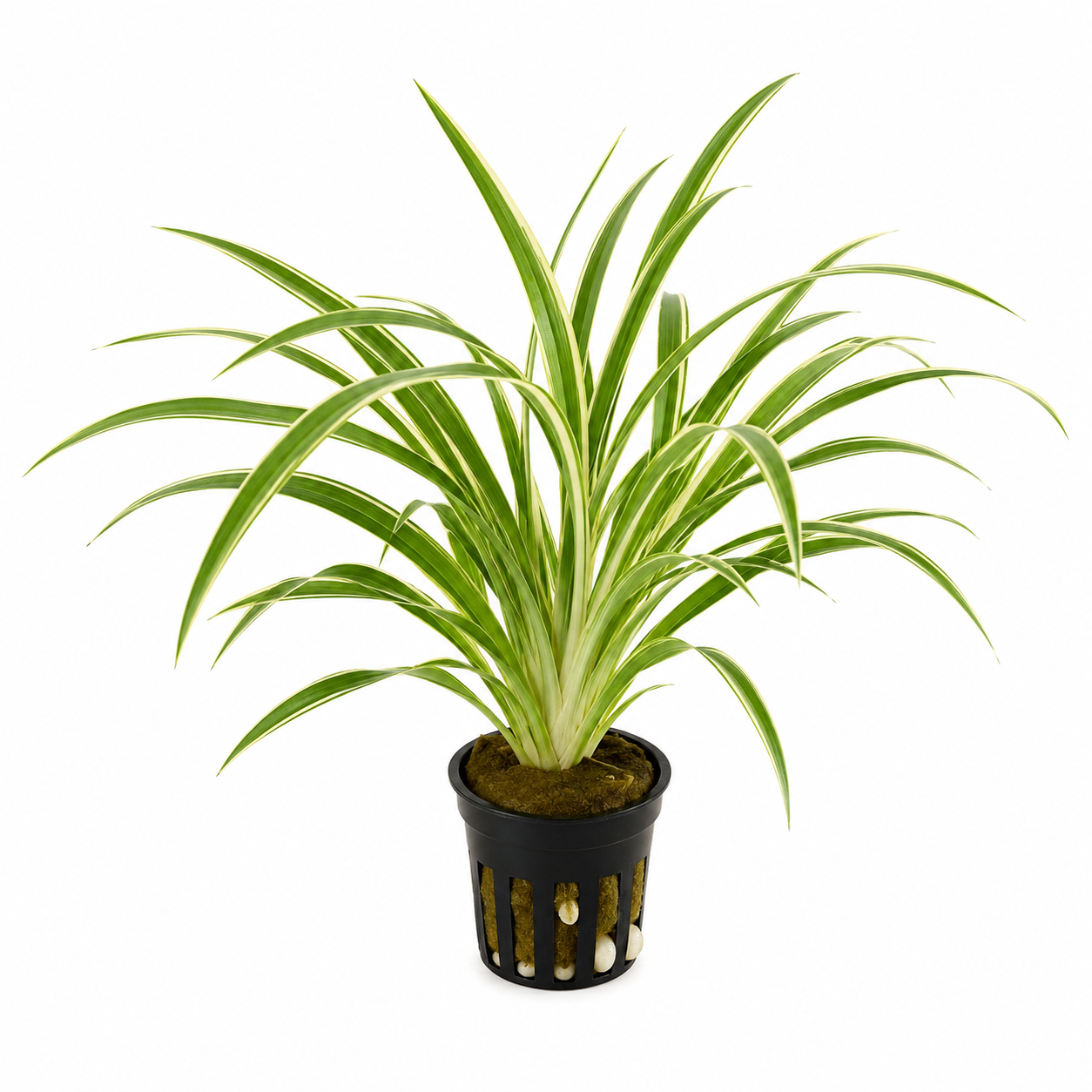 Chlorophytum 'Bichetii'