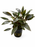 Cryptocoryne wendtii 'Bruin'
