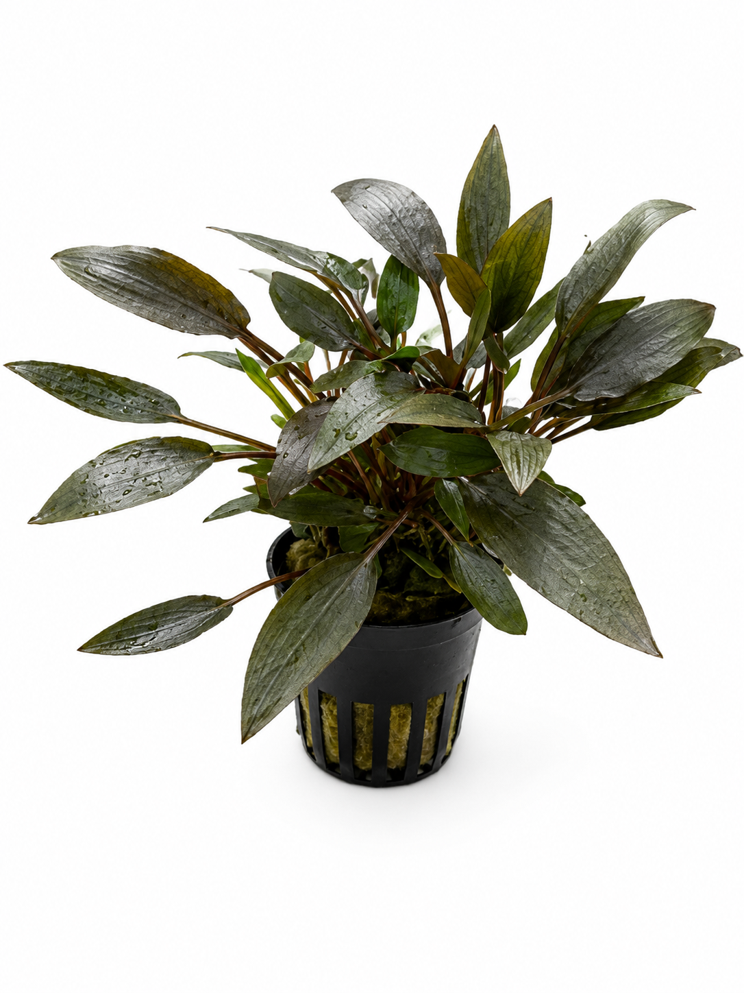 Cryptocoryne wendtii 'Bruin'