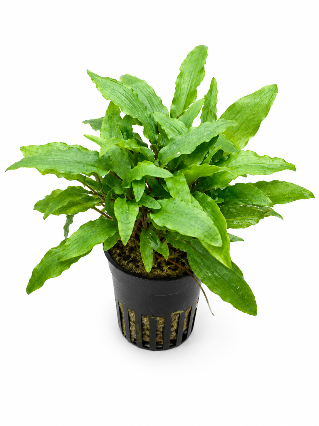 Cryptocoryne wendtii 'Groen'
