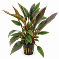 Cryptocoryne wendtii 'Rood' – rödbrun akvarieväxt