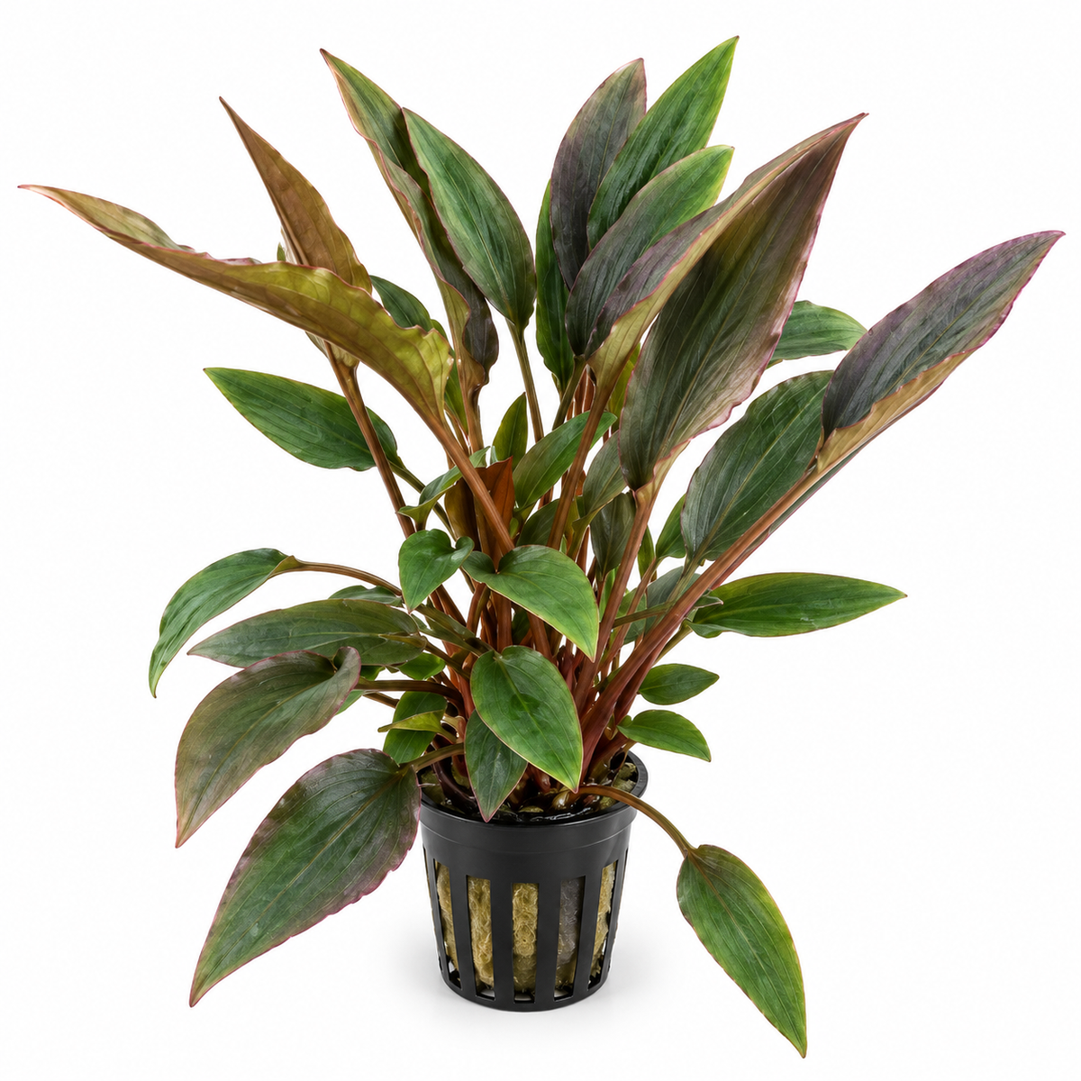 Cryptocoryne wendtii 'Rood' – rödbrun akvarieväxt
