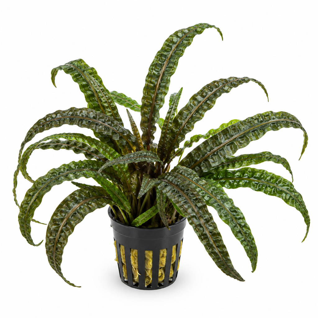 Cryptocoryne balansae – hög och lättskött akvarieväxt