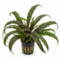 Cryptocoryne balansae – hög och lättskött akvarieväxt