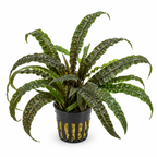 Cryptocoryne balansae – hög och lättskött akvarieväxt
