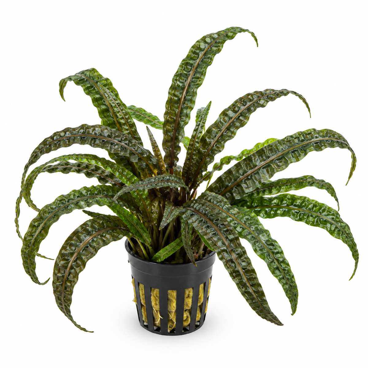 Cryptocoryne balansae – hög och lättskött akvarieväxt