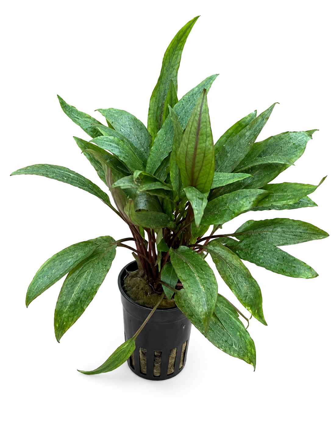 Cryptocoryne Undulatus