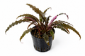 Cryptocoryne spiralis 'Red' (Pink Panther)