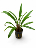 Cryptocoryne retrospiralis
