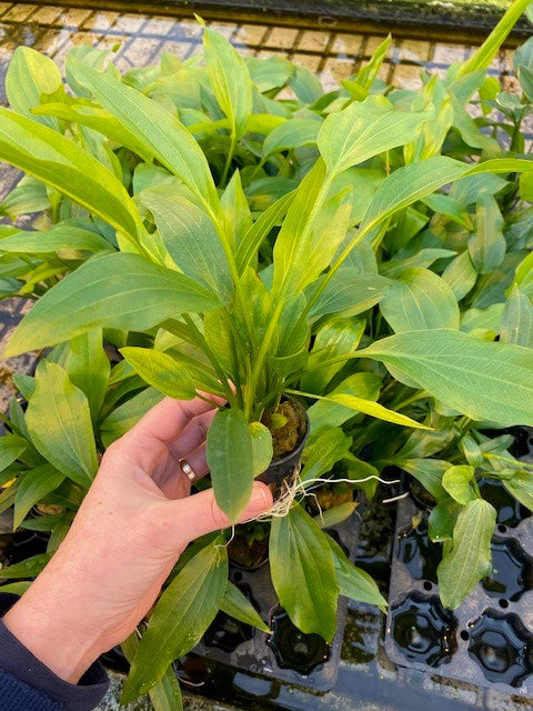 Echinodorus argentinensis