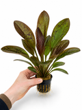Echinodorus 'Devil's Eye'