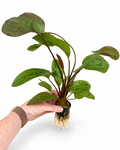 Echinodorus 'Ozelot Red'