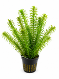 Elodea densa (Vattenpest) (Tidigare Egeria Densa)