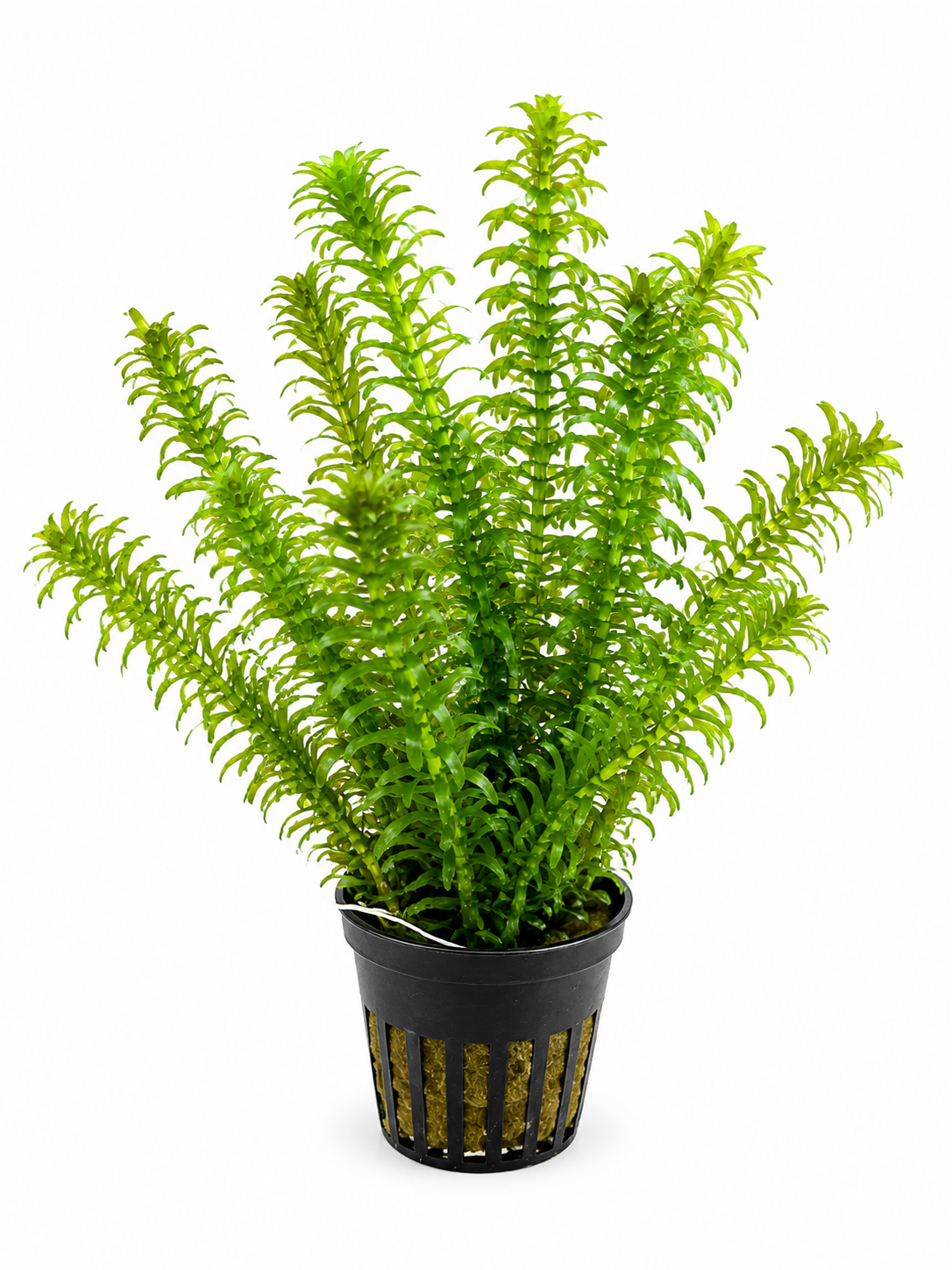 Elodea densa (Vattenpest) (Tidigare Egeria Densa)