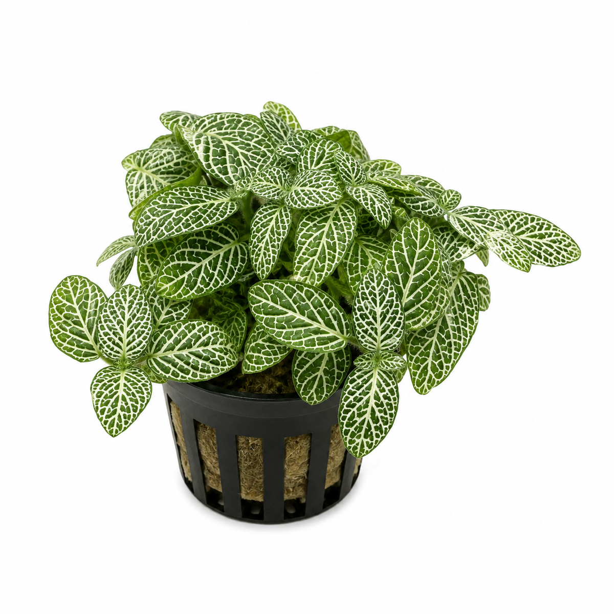 Fittonia White