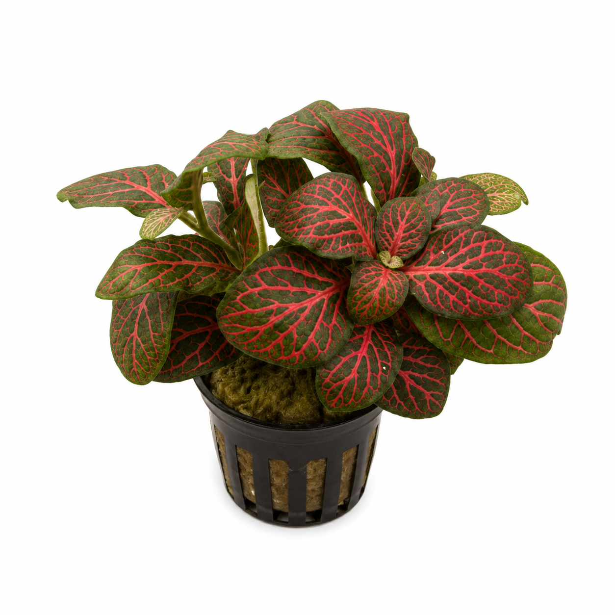 Fittonia 'Forest Flame'