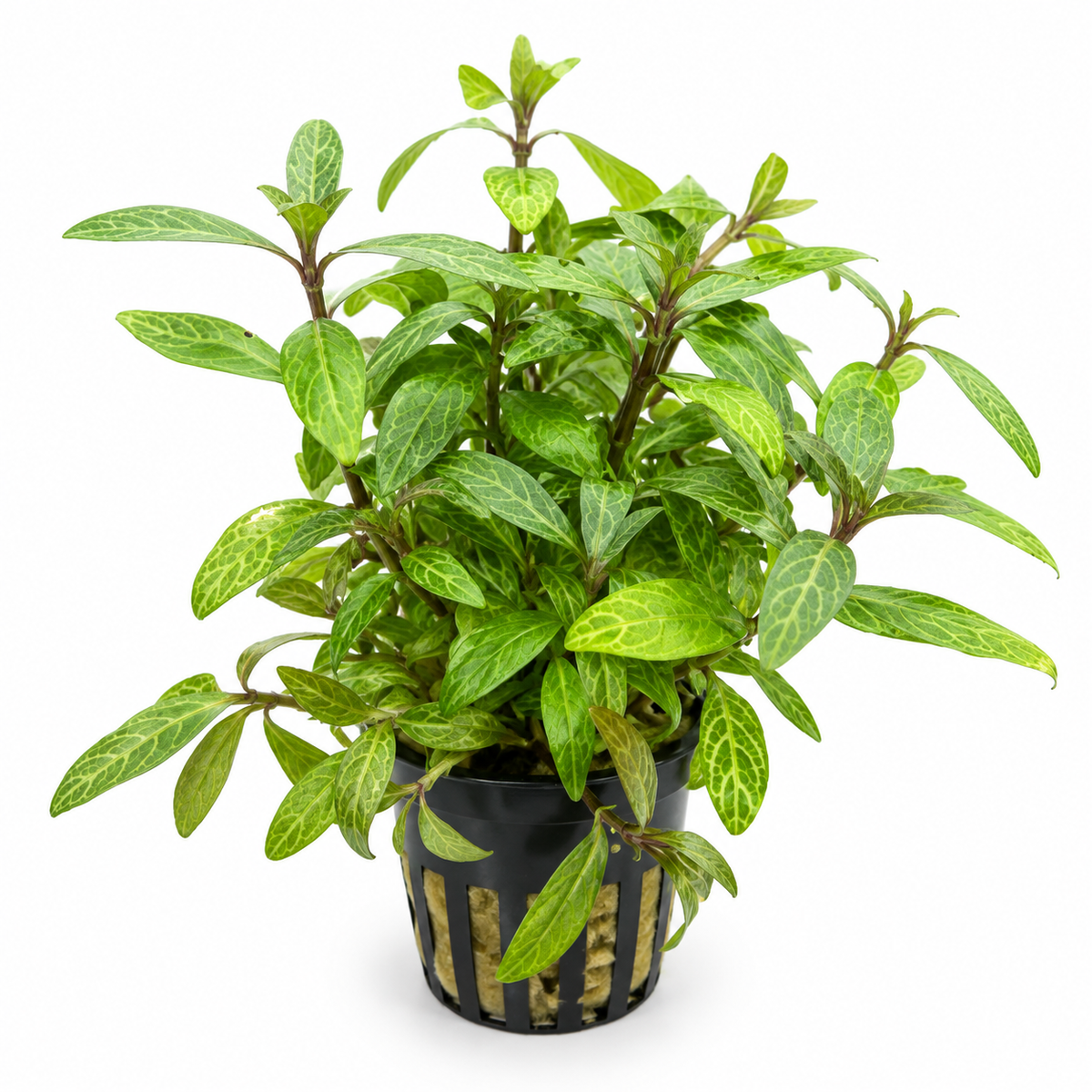 Hygrophila Polysperma Rosanervig