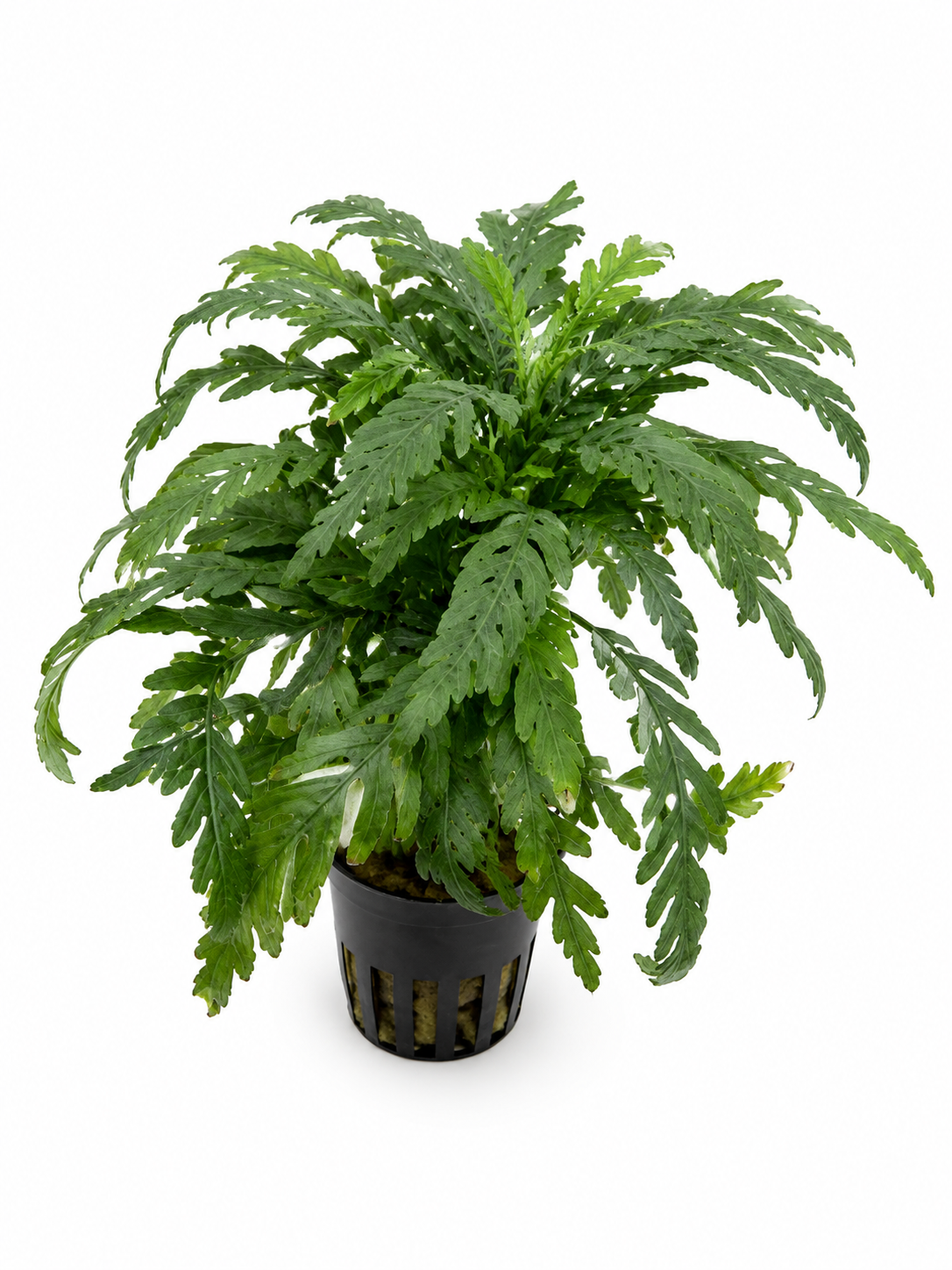 Hygrophila pinnatifida
