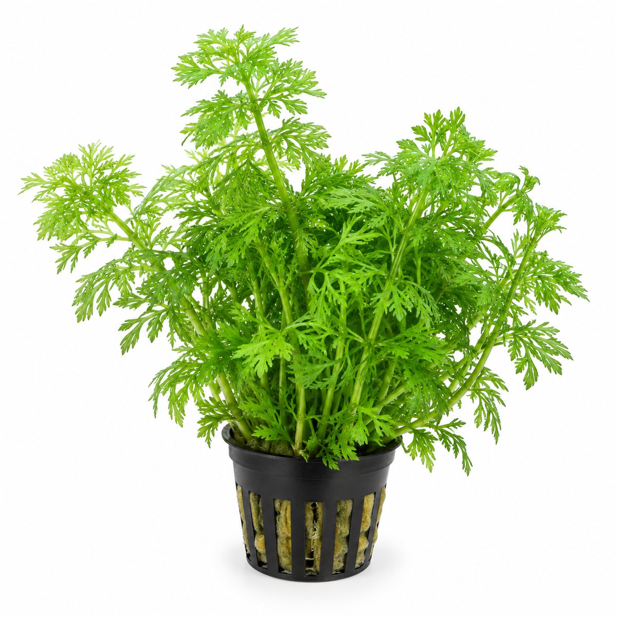 Limnophila sessiliflora – Ambulia