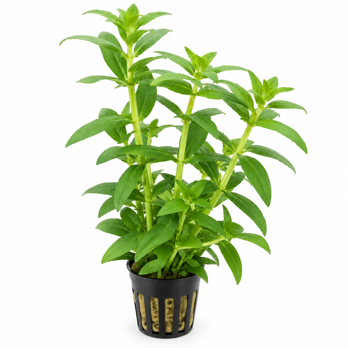 Limnophila aromatica 'Groen' – grön akvarieväxt