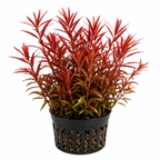 Rotala Blood Red – röd akvarieväxt
