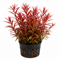 Rotala 'Blood Red'