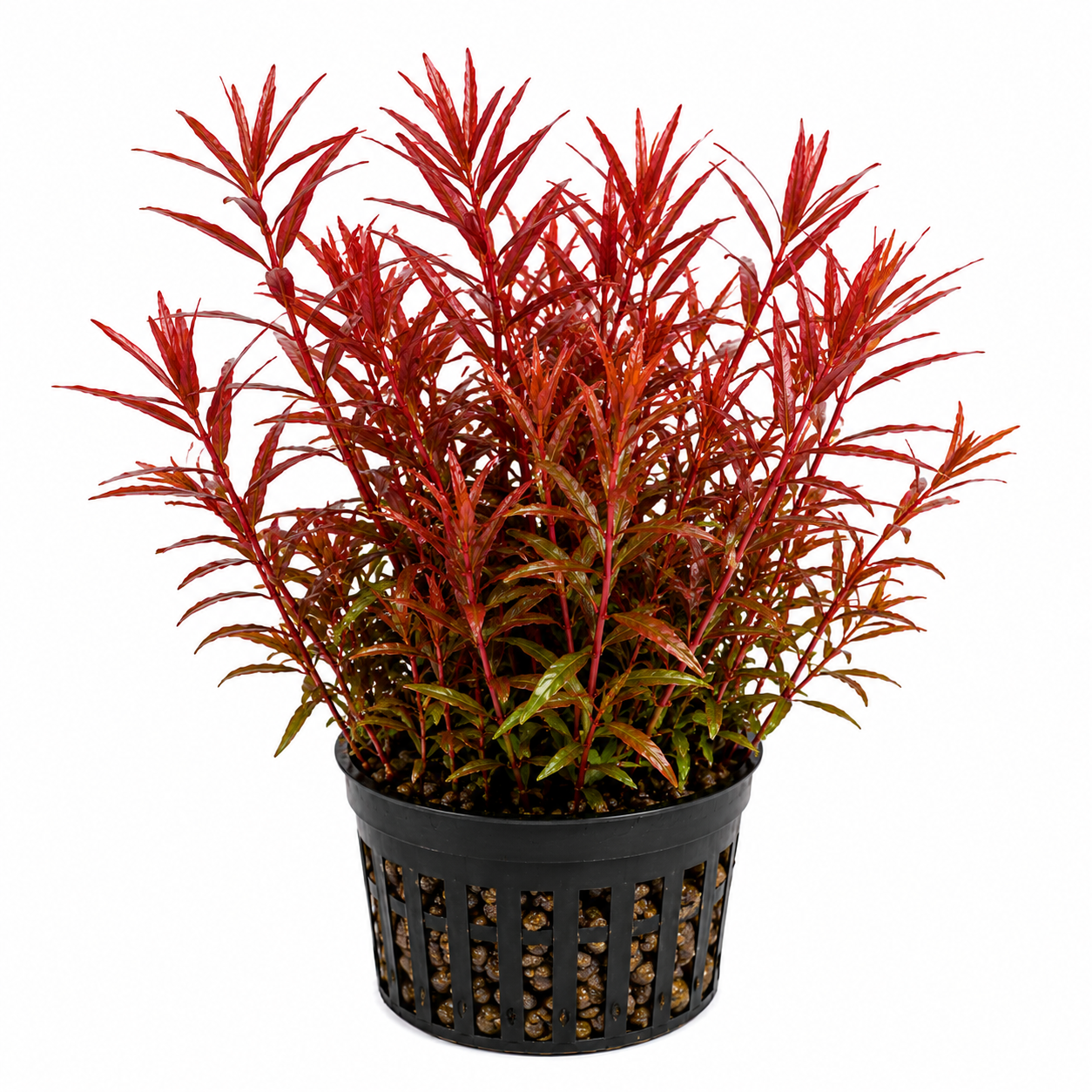 Rotala 'Blood Red'