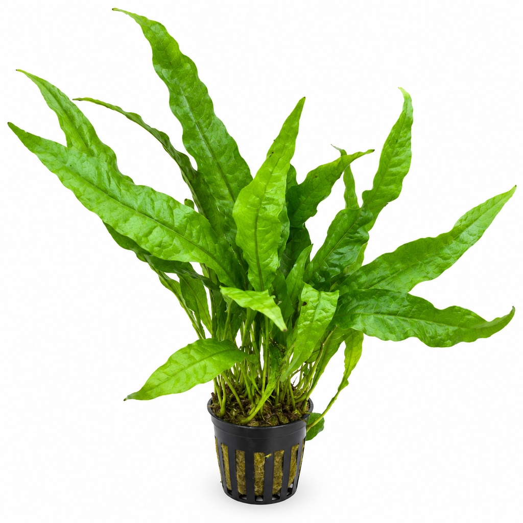 Microsorum pteropus – Javaormbunke