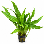 Microsorum pteropus – Javaormbunke