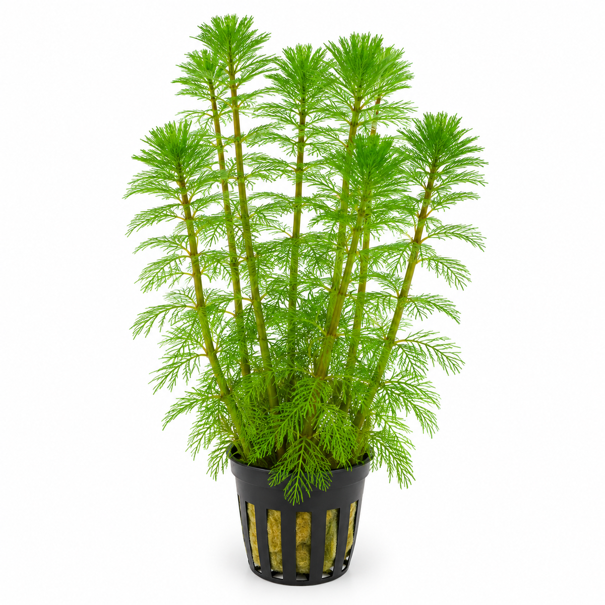 Myriophyllum brasiliensis 'Rubricaule' – finbladig akvarieväxt