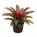 Neoregelia (Bromelia)