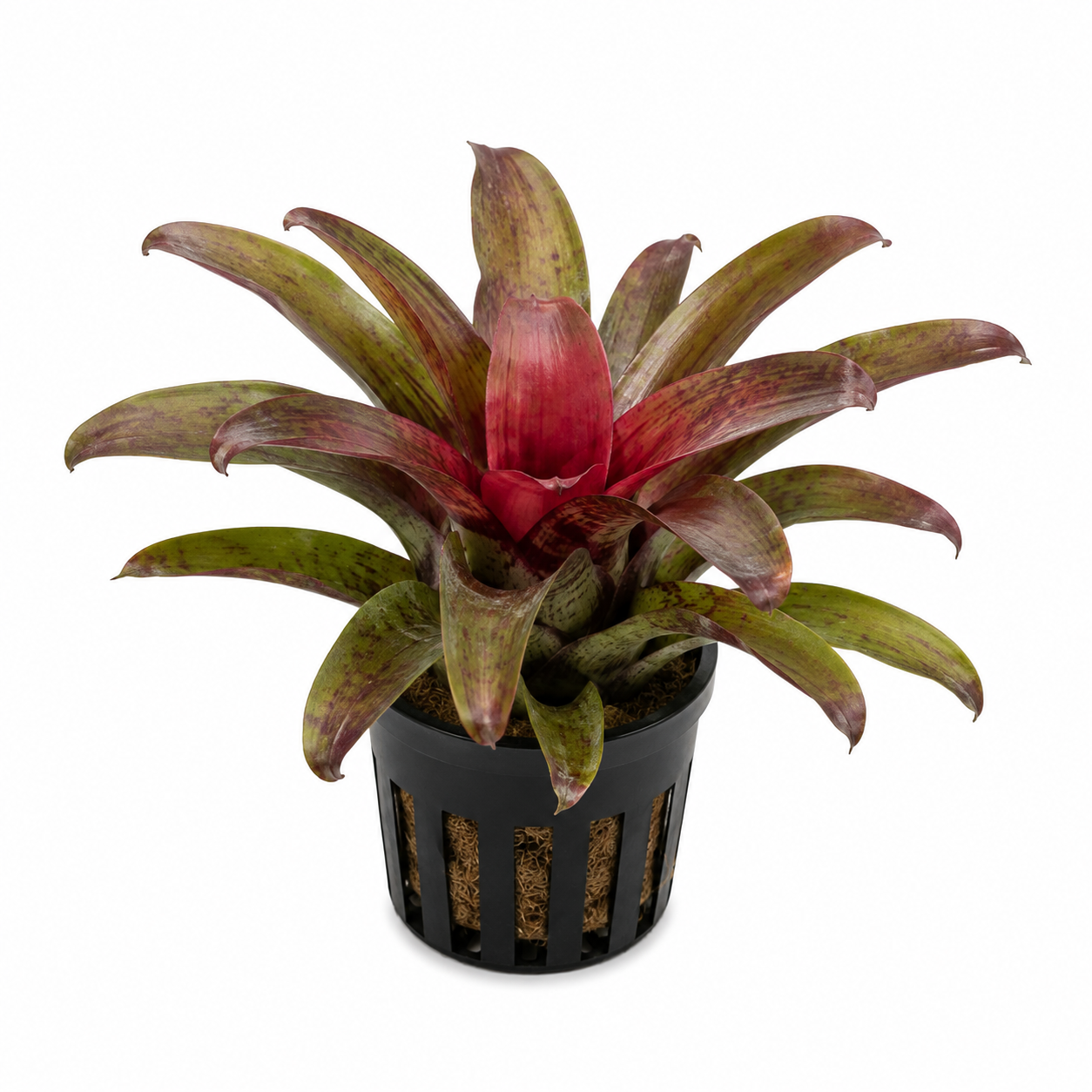 Neoregelia (Bromelia)