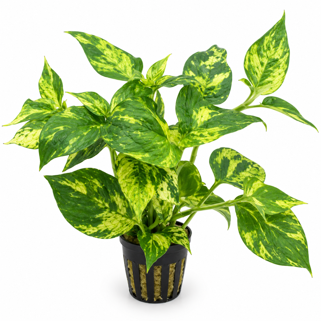 Nomaphila variegata – brokbladig akvarieväxt