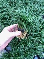 Ophiopogon japonicus 'Pusillus'