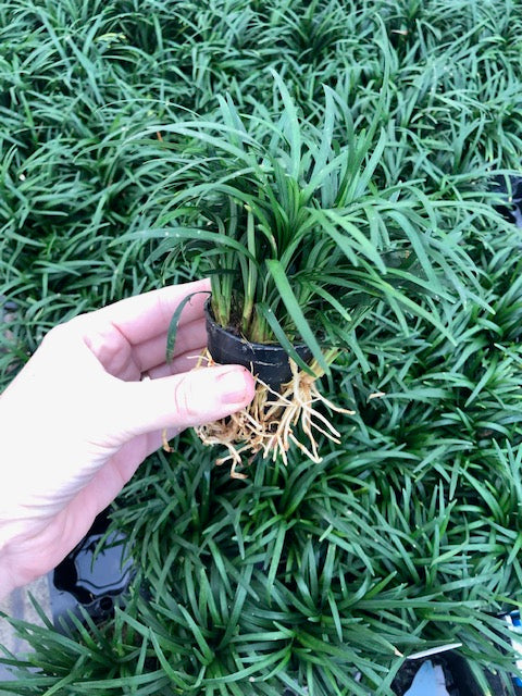 Ophiopogon japonicus 'Pusillus'