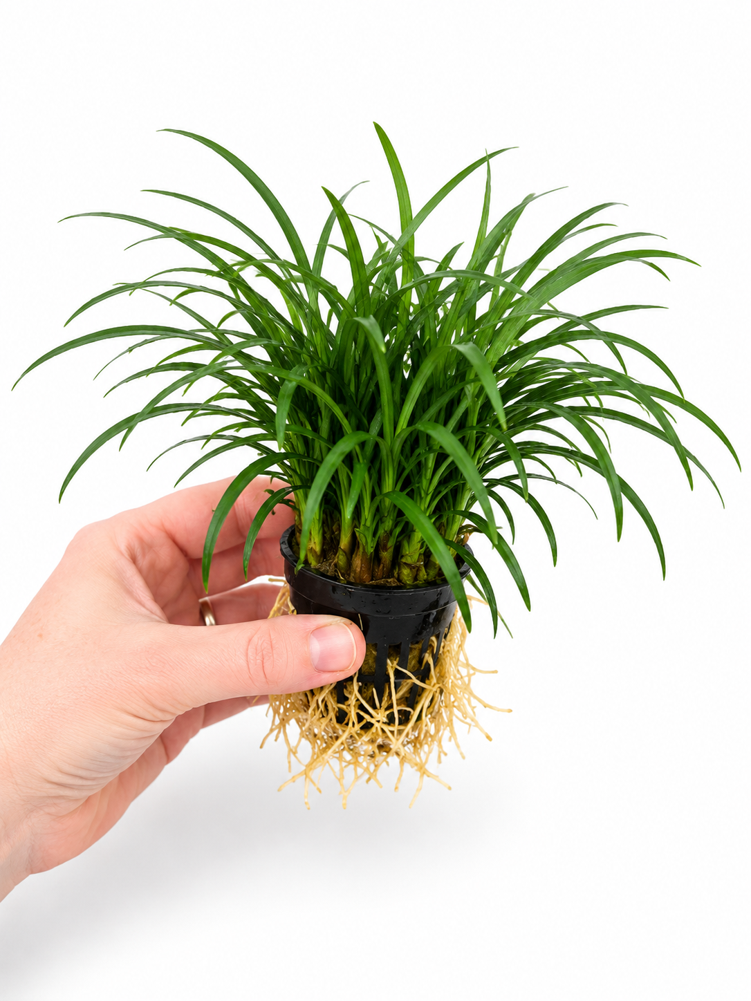 Ophiopogon japonicus 'Pusillus'