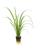 Vallisneria Gigantea
