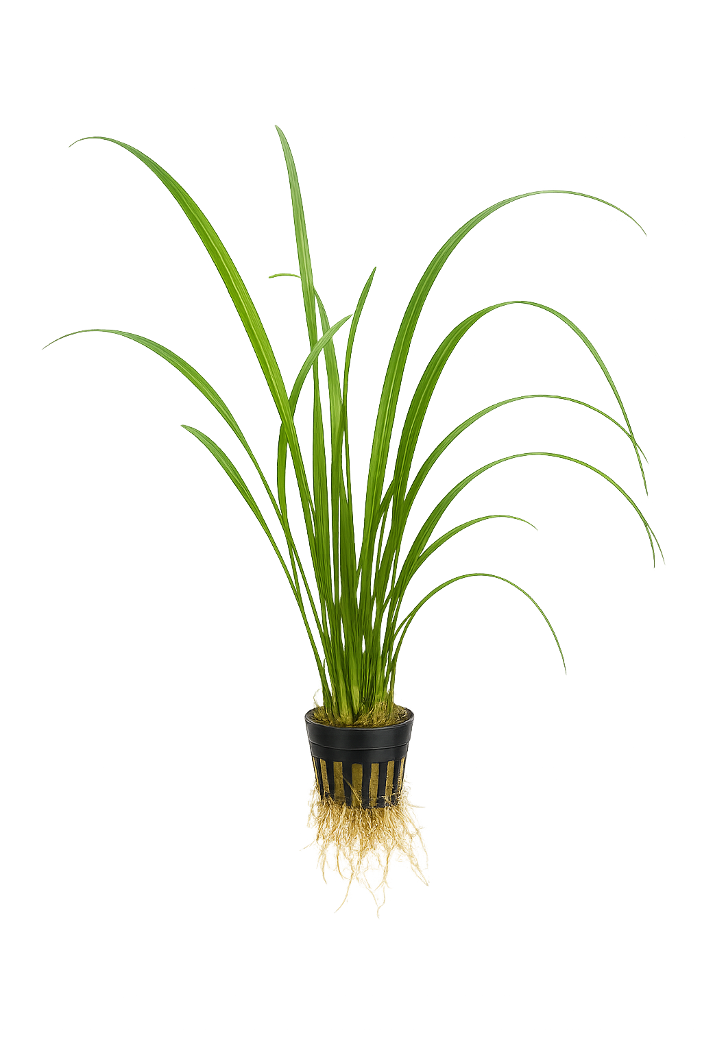 Vallisneria Gigantea