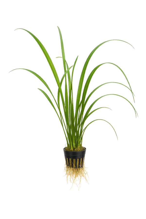 Vallisneria Gigantea