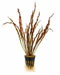 Vallisneria spiralis 'Red'