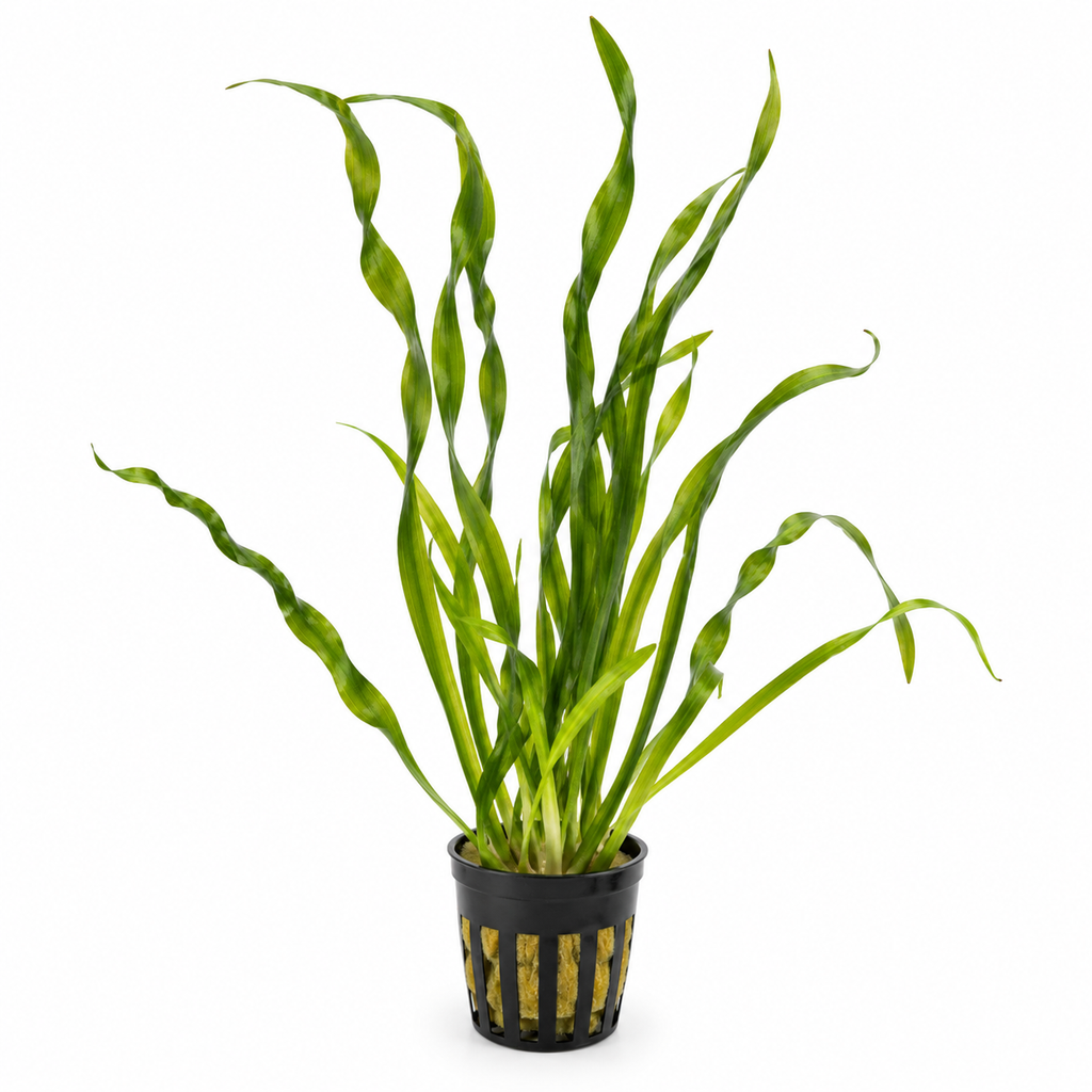 Vallisneria 'Torta' – lättskött akvarieväxt med vridna blad