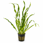 Vallisneria 'Torta' – lättskött akvarieväxt med vridna blad