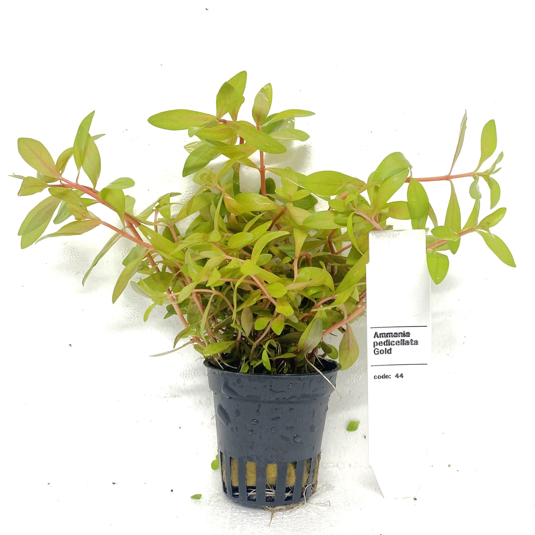 Ammannia Pedicellata Gold