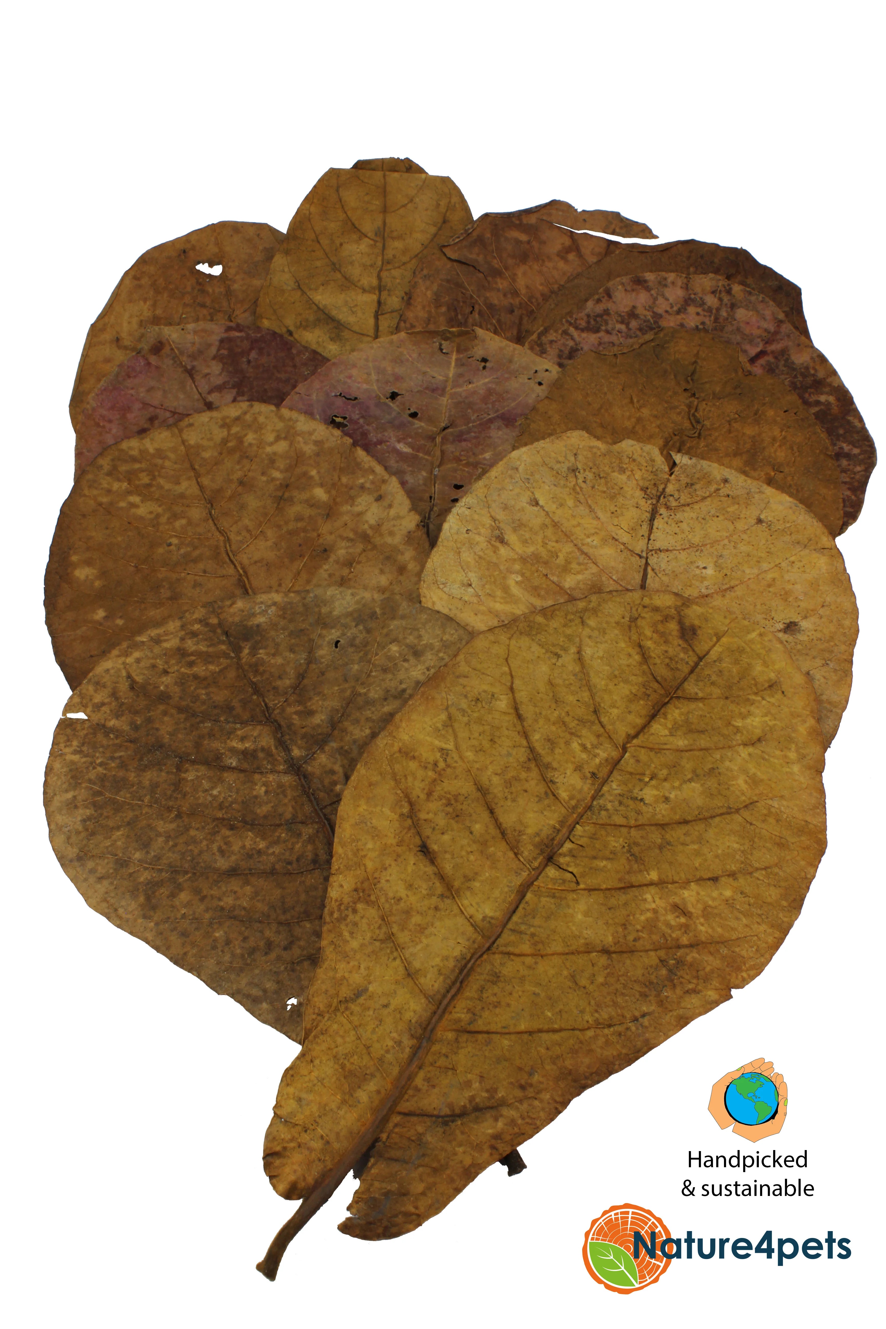 Catappa Leaves M 10-pack – Naturliga Catappa-blad 15–20 cm