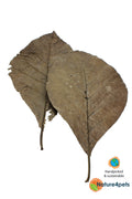 Teak Leaves 10-pack – Naturliga teakblad för akvarium