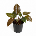 Homalomena humilis