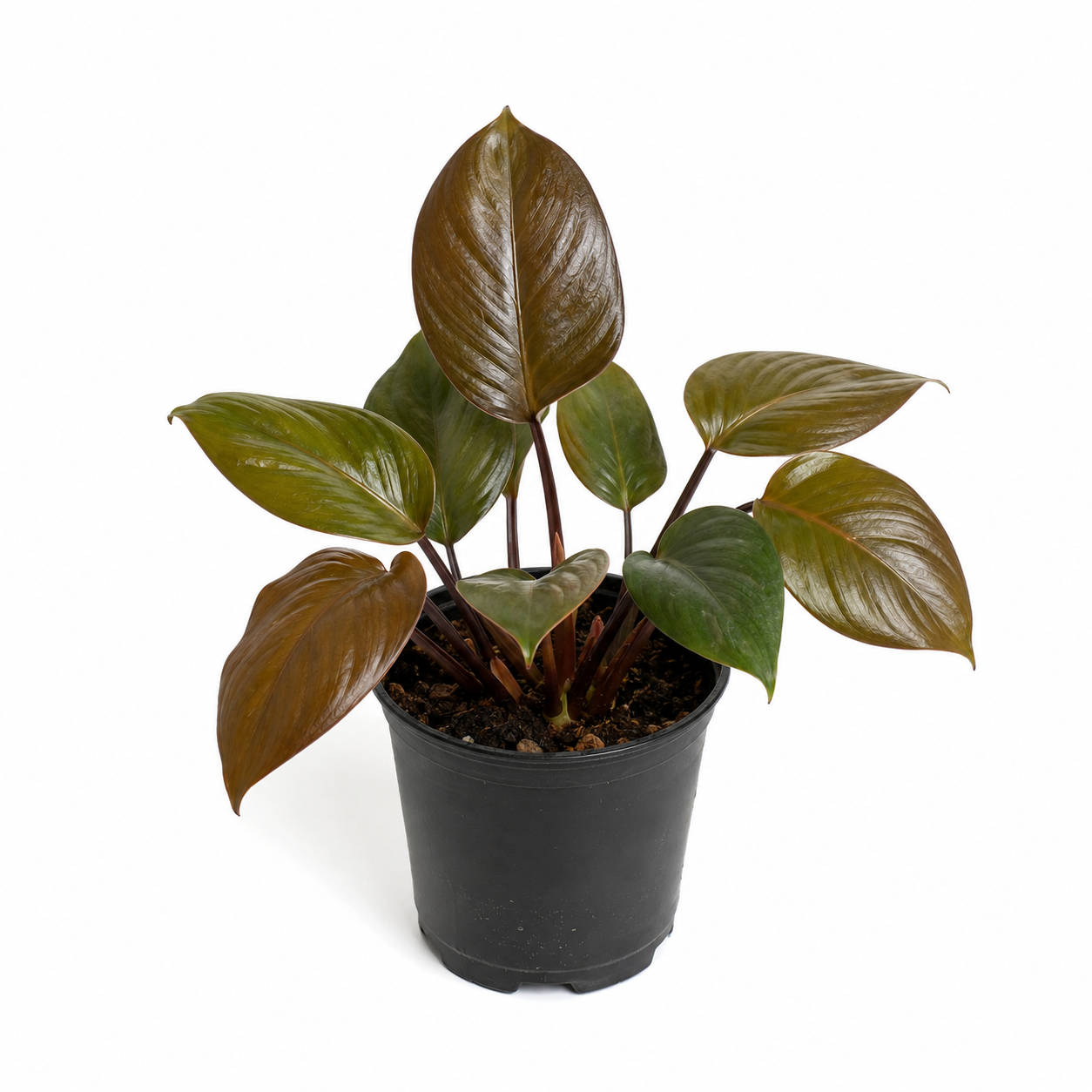 Homalomena humilis