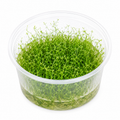 Utricularia graminifolia In Vitro – grön mattväxt för akvarium