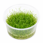Utricularia graminifolia In Vitro – grön mattväxt för akvarium